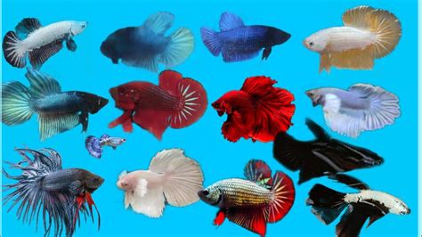 Bettas Doble Cola Samurai Koi Galaxy Nemo Dumbo Hm Yello Androide