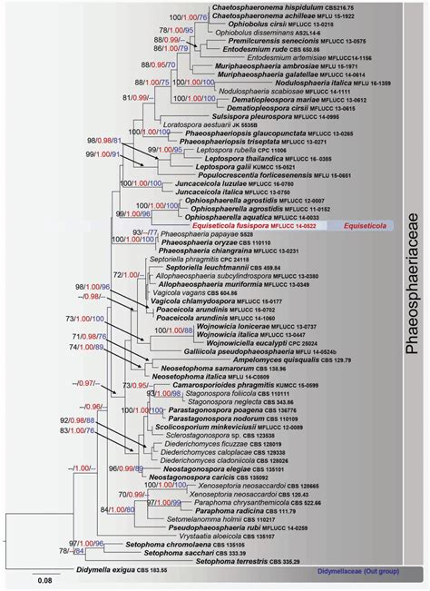 Raxml Tree Based On Analyses Of A Combined Dataset Of Lsu Ssu And Its