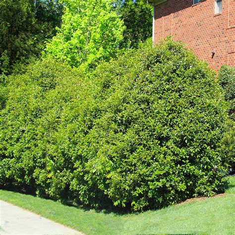 recurve ligustrum shrubs ligustrum recurvifolium  sale