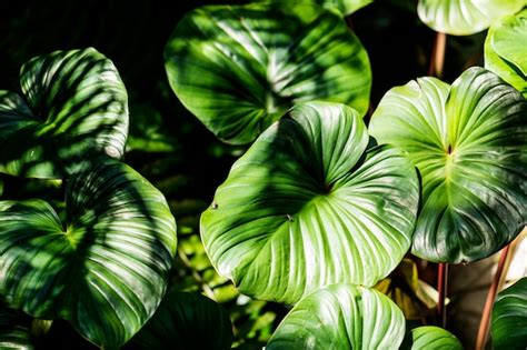 Primer Plano De Fondo Con Textura De Hoja Verde Foto Gratis