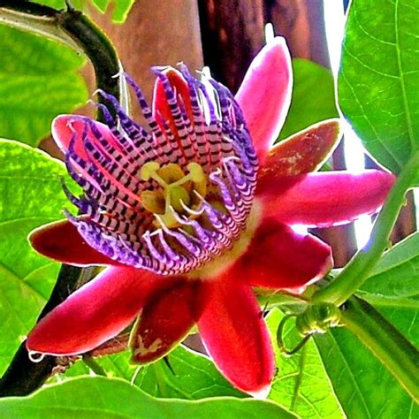 Pasiflora Roja Pasionaria Vivero Chillan Árboles Y Plantas