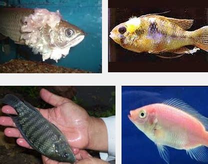 Balebete Baunajuku Hama Dan Penyakit Ikan Bagian Penyakit Ikan