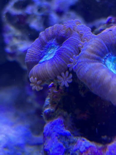 Help To Identify Coral Like Purple Clove Polyp Reef2reef