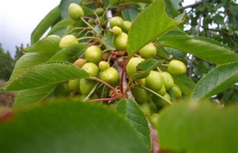 Cómo cuidar los árboles frutales