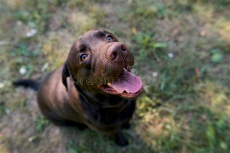 Dog in the Park stock image. Image of spring, leisure - 103148701