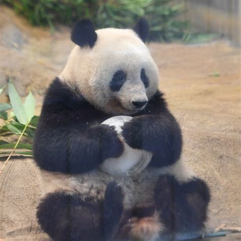 「pandas」おしゃれまとめの人気アイデア｜pinterest｜rebecca Davis パンダ 上野動物園 パンダ シャンシャン パンダ