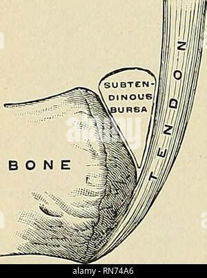 Anatomie Descriptif Et Appliqu E L Anatomie L Articulation Du