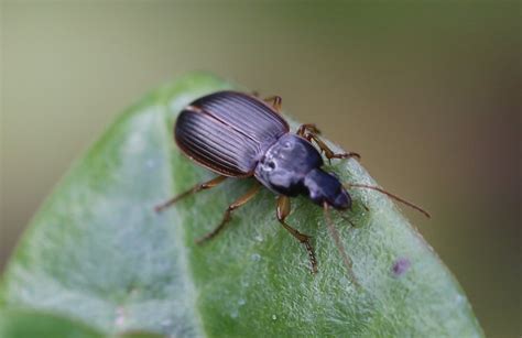 Réf 192727 INSECTA Coleoptera Carabidae Calathus Bedelinus