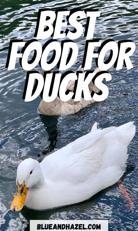 What To Feed Ducks Instead Of Bread Blue And Hazel