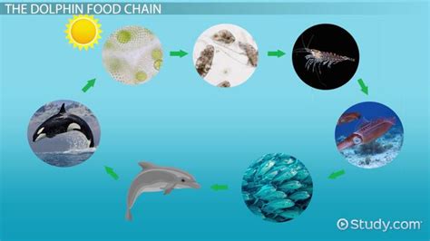 Dolphin Food Chain: Lesson For Kids Video Lesson Transcript, 59% OFF