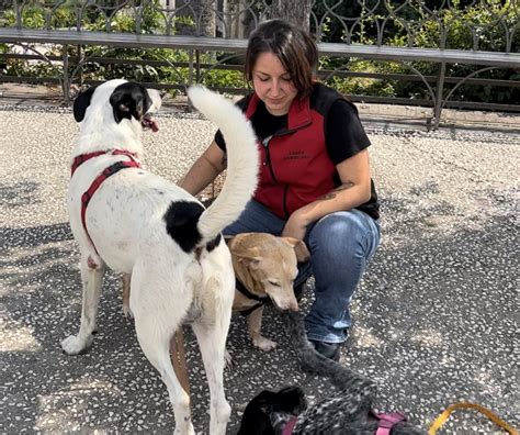 Adottare Un Cane In Sicilia A Cosa Devi Fare Attenzione