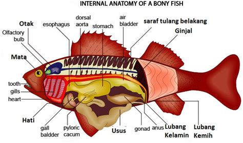 Ikan Air Tawar Malaysia Anatomi Ikan