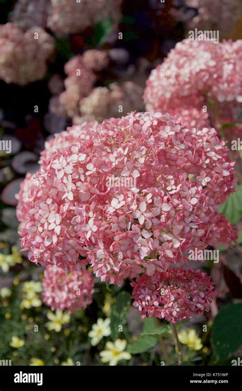 Annabelle Flowers Hi Res Stock Photography And Images Alamy