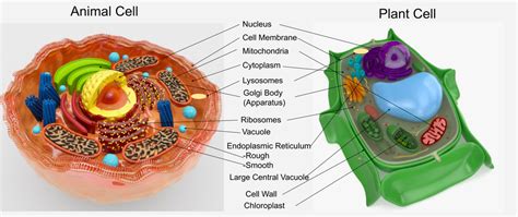 Vacuole In A Animal Cell