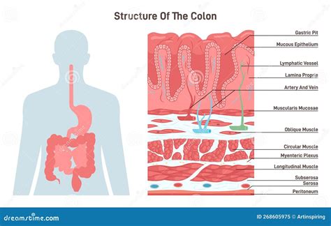 Structure Of The Colon Human Digestive System Anatomy Intestinal