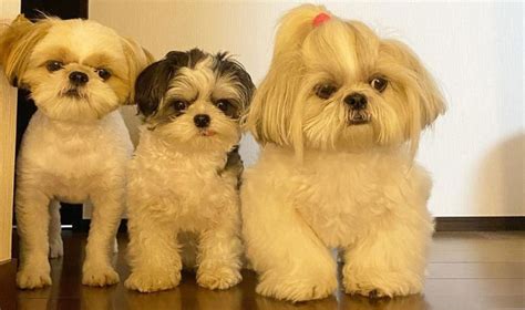 Shih Tzu Lifespan - Shih Tzu World