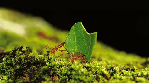 Ant San Diego Zoo Animals And Plants