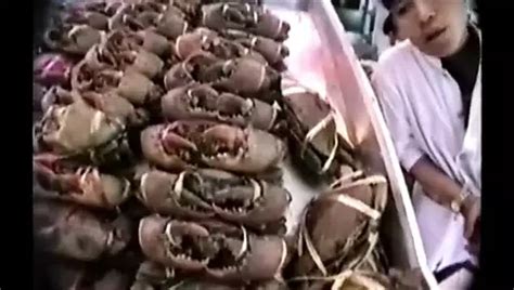 The Erotic Women Of Thailand Thai Asian Asian Porn By GoGo Bar Auditions XHamster