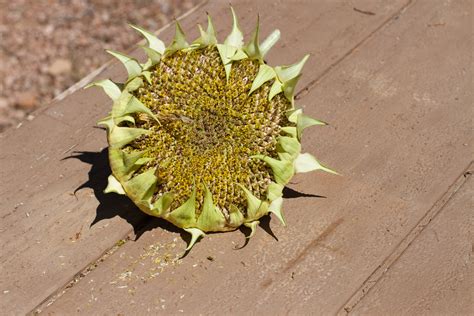 Fotos gratis Fruta hoja flor comida Produce botánica amarillo