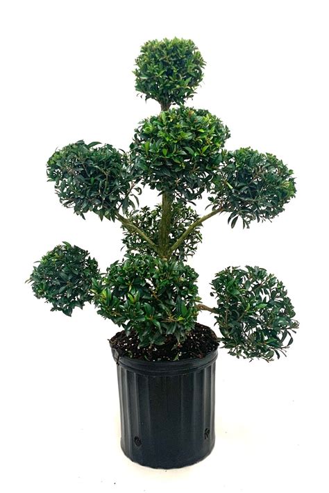 Eugenia Topiary