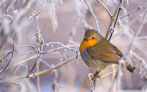 European Robin Wallpapers - Wallpaper Cave