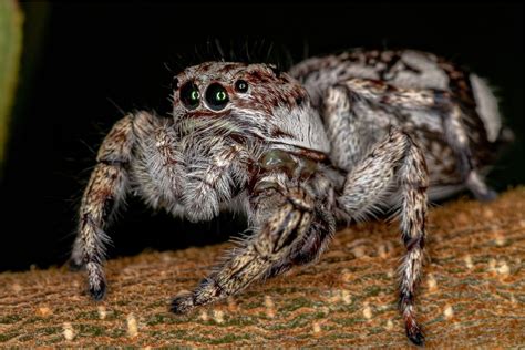 7 Largest Jumping Spiders In The World Spiders Planet