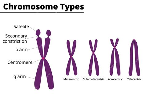 Premium Vector Chromosome Parts Chromosome Type Of According Position Of Centromere Vector