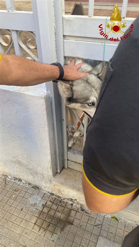 Intervento Dei Vigili Del Fuoco A Messina Per Liberare Un Cane Dal