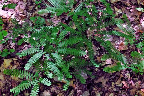 Adiantum pedatum (Pteridaceae) image 116149 at PhytoImages.siu.edu