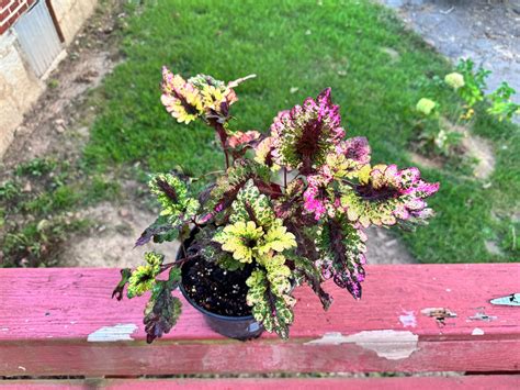 Coleus Florida Sunrose Etsy