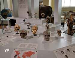 Mus Um D Histoire Naturelle Palais Longchamp Marseille Journ Es