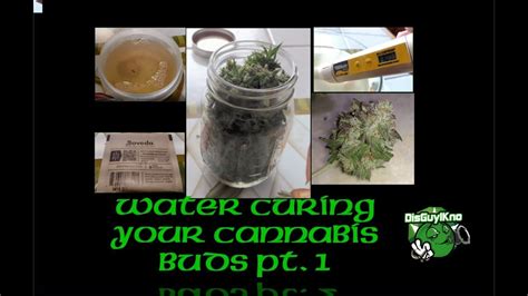 Water Curing Your Cannabis Buds Pt 1 Youtube