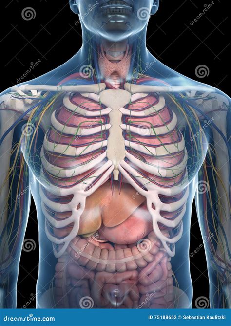 The Thorax Anatomy Stock Illustration Illustration Of Rendering