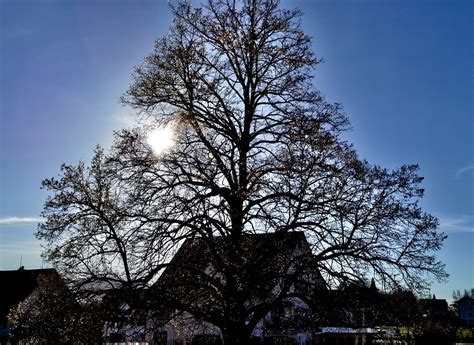 Img Feldbach Mit Majest Tischem Baum Beim Hans