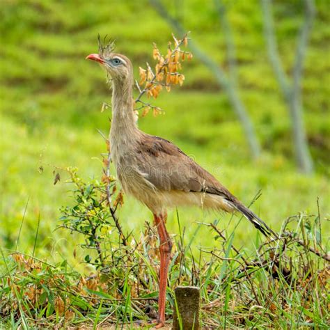 The Red Legged Seriema Or Crested Cariama Cariama Cristata Is A Mostly