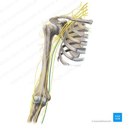 Nervio cubital ulnar Origen curso ramos inervación Kenhub