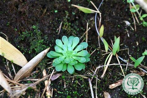 上海数字植物志