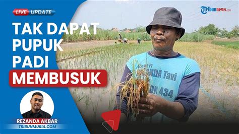 Tanaman Padi Di Kudus Membusuk Seusai Tak Dapat Pupuk Subsidi Jatah