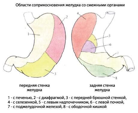 желудок