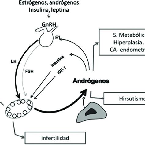 Fisiopatología del Síndrome de Ovario Poliquístico Fuente elaboración