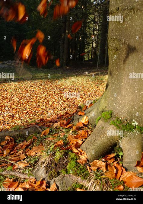 Hoja cayendo del árbol fotografías e imágenes de alta resolución Alamy