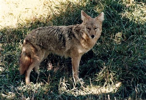 GordonGrice.com: Coyote Attacks Colorado Springs Woman In Her Backyard