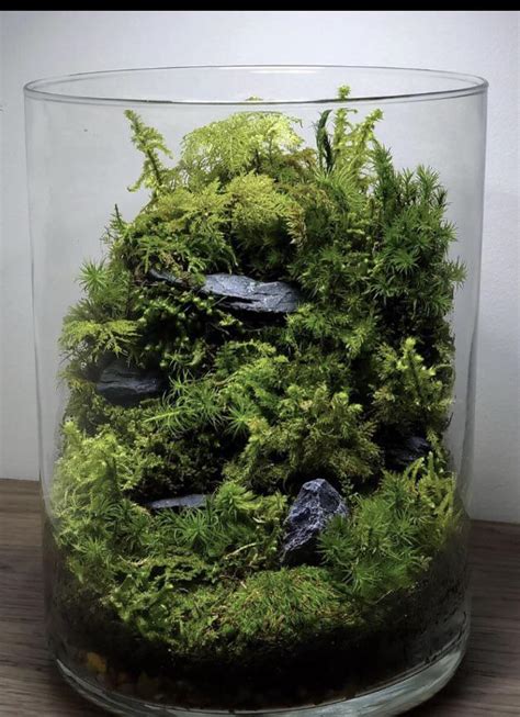 Moss for a terrarium. : r/Moss