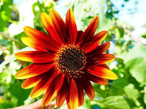 Sunflower Yellow Flower Free Photo On Pixabay Pixabay