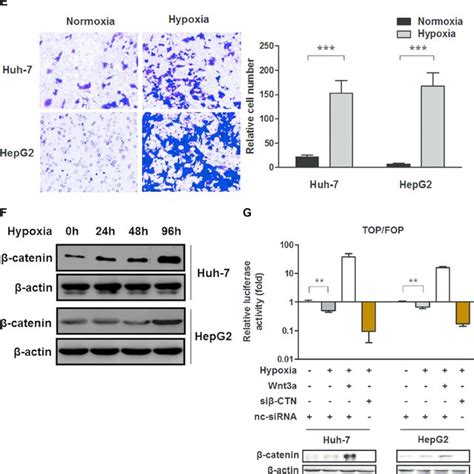 Hypoxia Induced Emt And Its Influence On Wnt Catenin Signaling