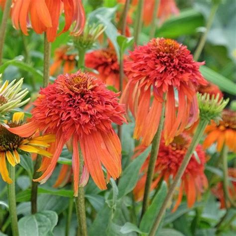 Echinacea Hot Papaya