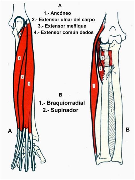 Tendones ¿qué Son Anatomía Función Lesiones Y Mucho Más Tendones