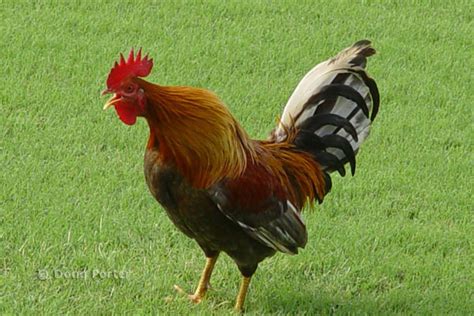 Kauai Chickens