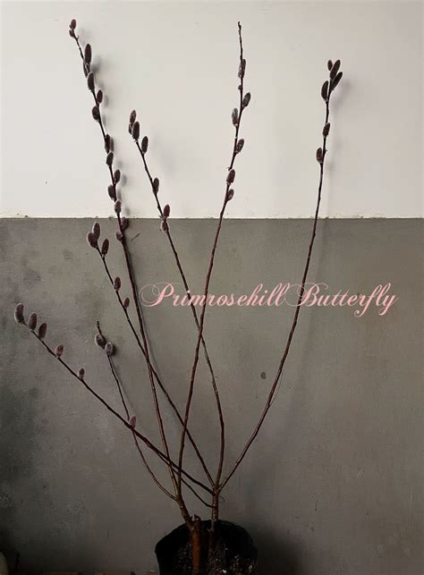 Yahoo オークション SYMBOL TREE COLLECTION PINK PUSSY WILLOW ピ