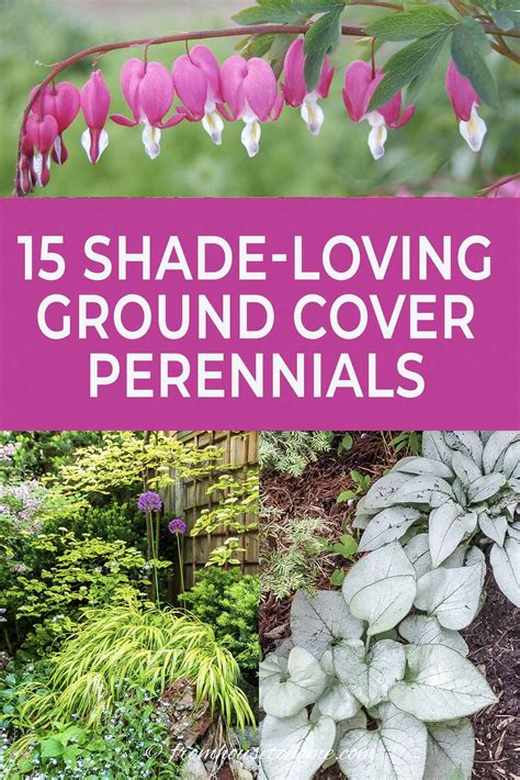 21 Stunning Perennial Ground Cover Plants That Thrive In The Shade